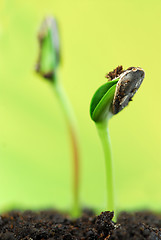 Image showing Sprouts