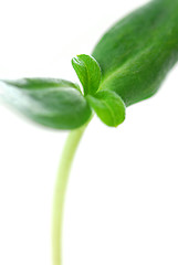 Image showing Green sprout