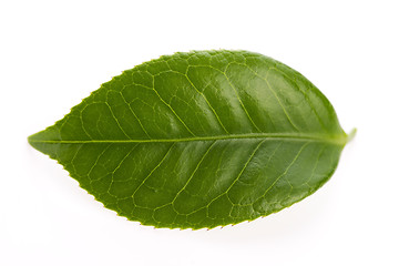 Image showing fresh tea leaves isoalted on the white background