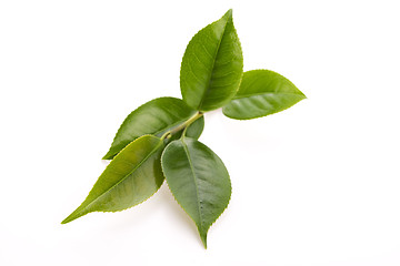 Image showing fresh tea leaves isoalted on the white background