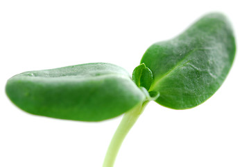 Image showing Green sprout