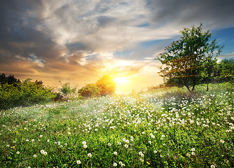 Image showing Sunrise over dandelions