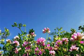 Image showing Summer meadow