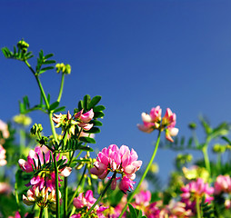 Image showing Summer meadow