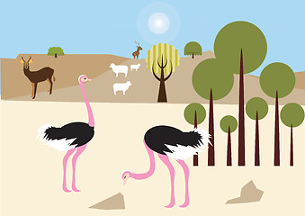 Image showing Ostriches in the desert 