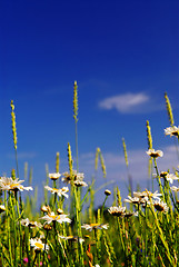 Image showing Summer meadow