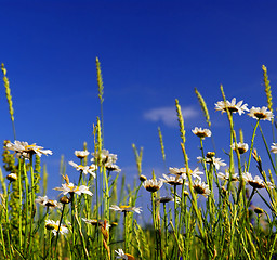 Image showing Summer meadow