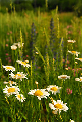 Image showing Summer meadow