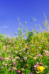 Image showing Summer meadow