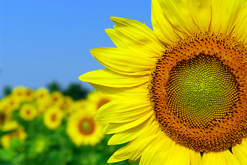 Image showing Sunflower field