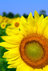 Image showing Sunflower field