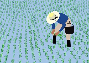 Image showing Farmer planting rice 