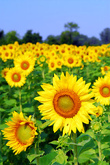 Image showing Sunflower field