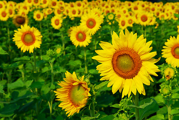 Image showing Sunflower field