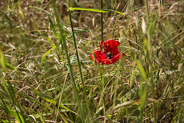 Image showing Red poppy 