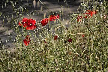 Image showing Red poppies fields 