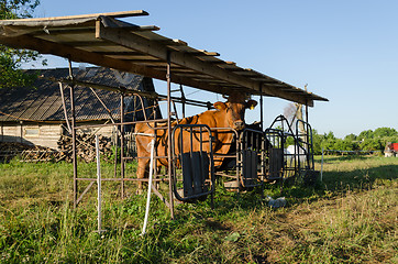 Image showing cow in rural milking paddock outdoor 