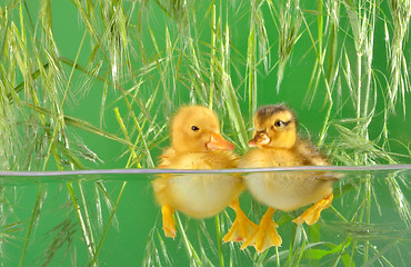 Image showing ducklings swimming