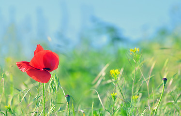 Image showing red poppy flower