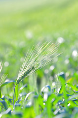 Image showing Green ear of corn 