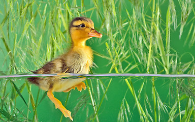 Image showing the brown duckling swimming 