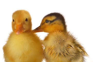 Image showing two ducklings