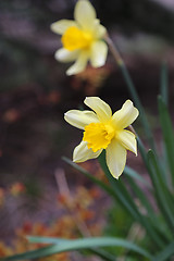 Image showing Beautiful Daffodils (Narcissus)