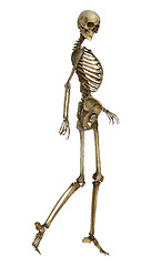 Image showing Smiling Skeleton