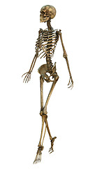 Image showing Walking Skeleton