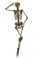 Image showing Human Skeleton