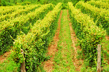 Image showing Vines