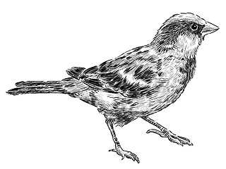 Image showing city sparrow