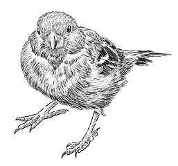 Image showing sparrow