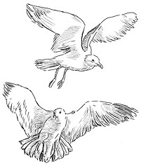 Image showing flying gulls