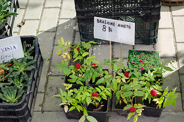 Image showing strawberry raspberry (Rubus illecebrosus) seedling 