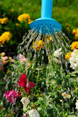 Image showing Watering flowers