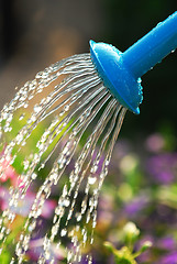 Image showing Watering flowers