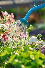 Image showing Watering flowers