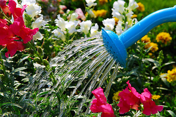 Image showing Watering flowers