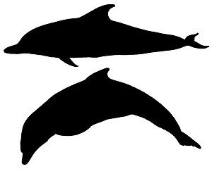 Image showing Dolphins silhouettes