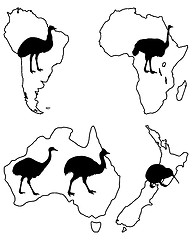 Image showing Ratites of the world 