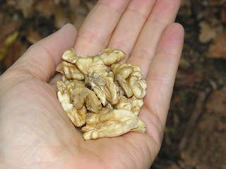 Image showing Walnuts in the palm of a womans hand