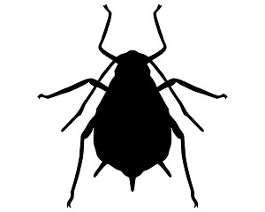 Image showing Aphid Silhouette