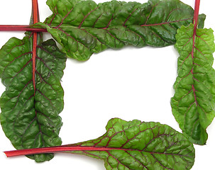 Image showing Four red stemmed chard formed as square on white background