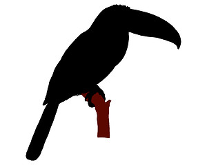 Image showing The black silhouette of a toucan sitting on a branch