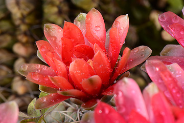 Image showing Beautiful gymnocalycium cactus flowers