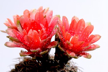 Image showing Beautiful gymnocalycium cactus flowers