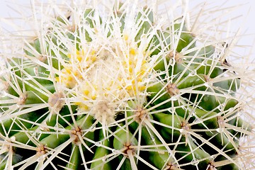 Image showing Cactus closeup