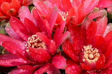 Image showing Beautiful gymnocalycium cactus flowers