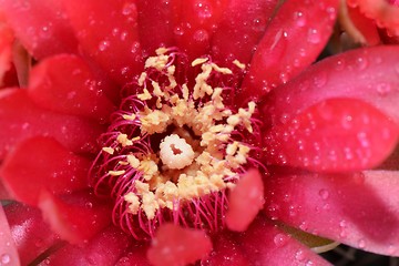 Image showing Beautiful gymnocalycium cactus flower macro